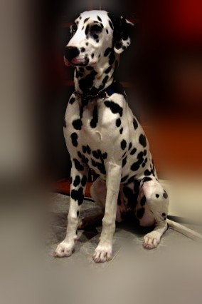mi pequeña kityy una cachorra para mi la mejor mi pequeña kityy una cachorra para mi la mejor